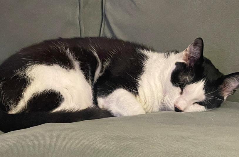 Primăria Timișoara lansează programul „Căsuțe pentru pisici” în cartiere